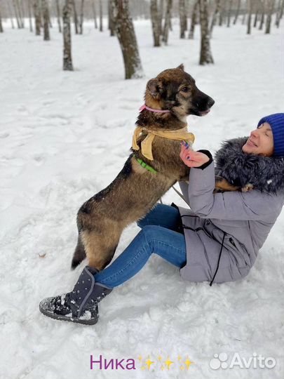 Щенок в добрые руки отдам бесплатно