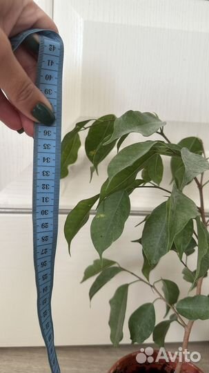 Фикус бенджамина