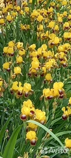 Ирис, папоротник