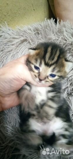Шотландские котята