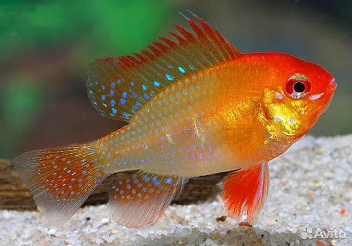 Продам Аквариумных Рыбок. Свое разведение