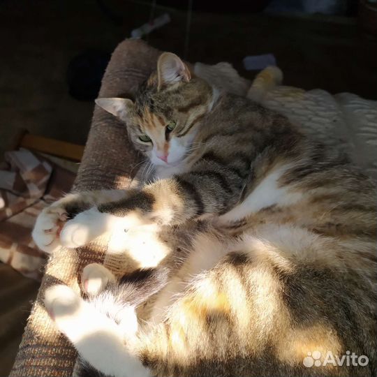 Кошечка в добрые руки