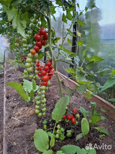 Рассада помидоры,перец, баклажаны