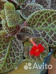 Эписция Tiger Stripe