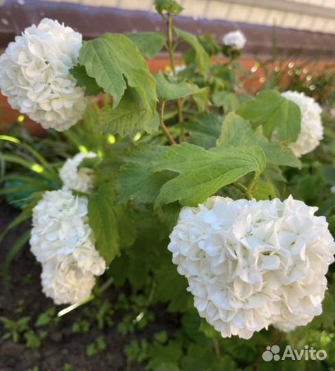 Калина декоративная Бульдонеж