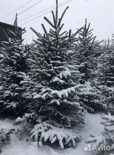 Ель 1.2м