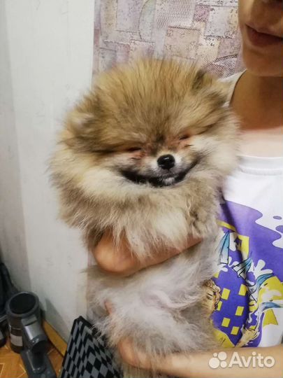 Щенки шпица