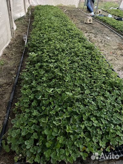 Рассада клубники кассетная