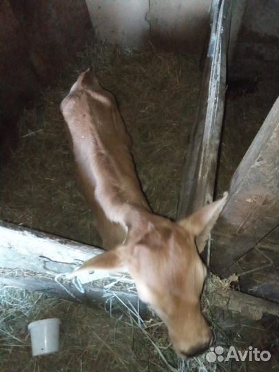 Бычки на молоке тёлка джейсеры