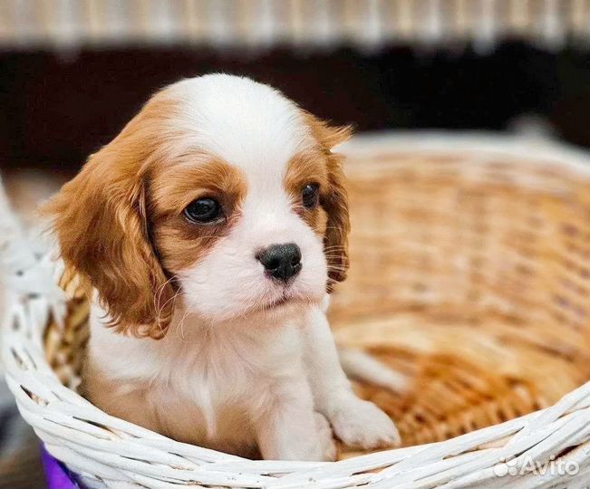 Щенки Кинг Чарльз Спаниеля