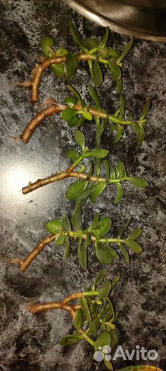 Толстянка(денежное дерево)