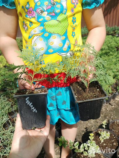 Хвойные для доращивания