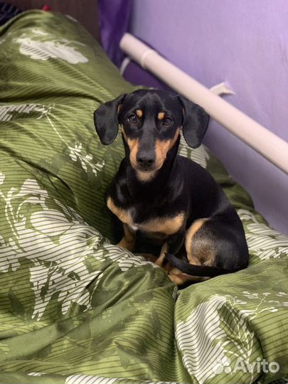 Такса Вязка