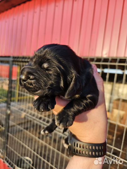 Русский охотничий спаниель щенки