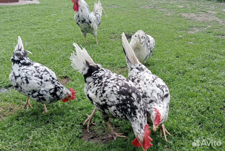 Куры разных пород