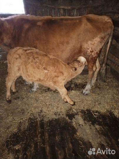 Бык и телка