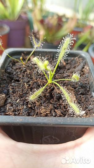 Росянка капская, семена в подарок