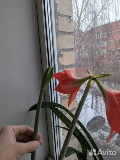 Гиппиаструм