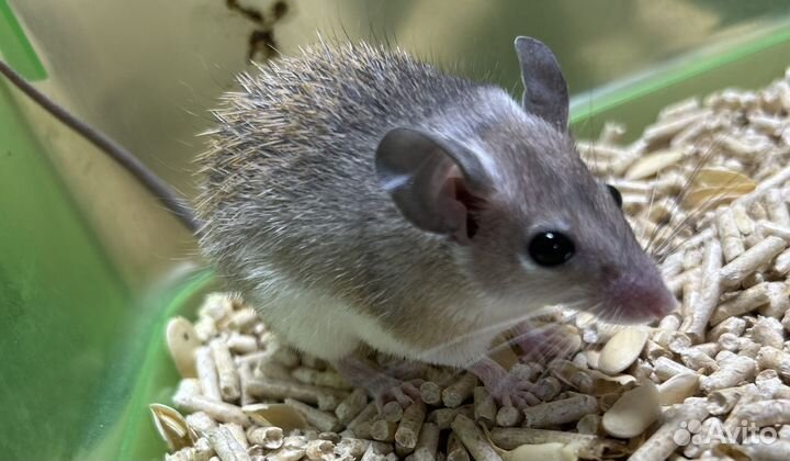 Иглистые мыши