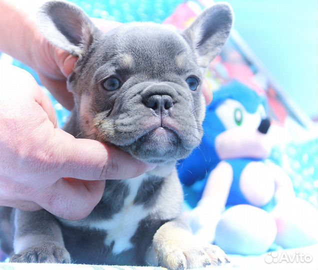 Французский бульдог щенки лиловые мальчики