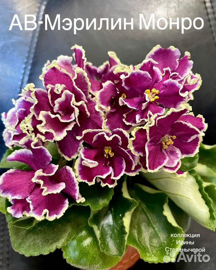 Фиалка лист