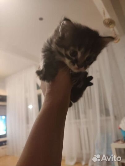 Котята 2мес отдам