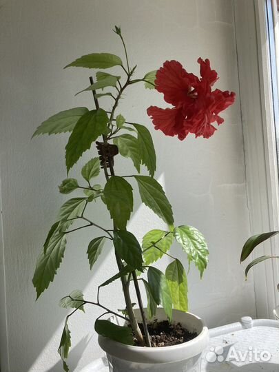 Гибискус сортовой Кровавая Мэри