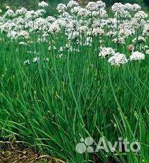 Лук Джусай. Лук слизун