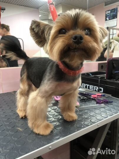 Груминг. Стрижка собак Большевиков-Народная