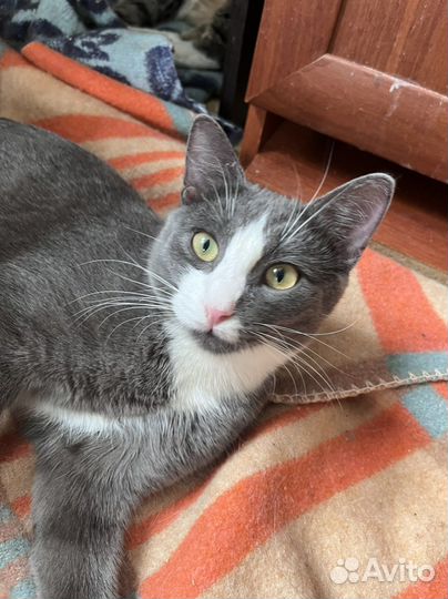 В добрые руки