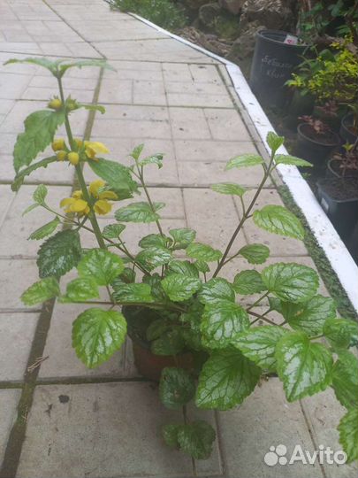 Садовые кустарники и растения