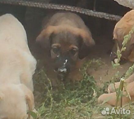 Щенки мальчики в добрые руки