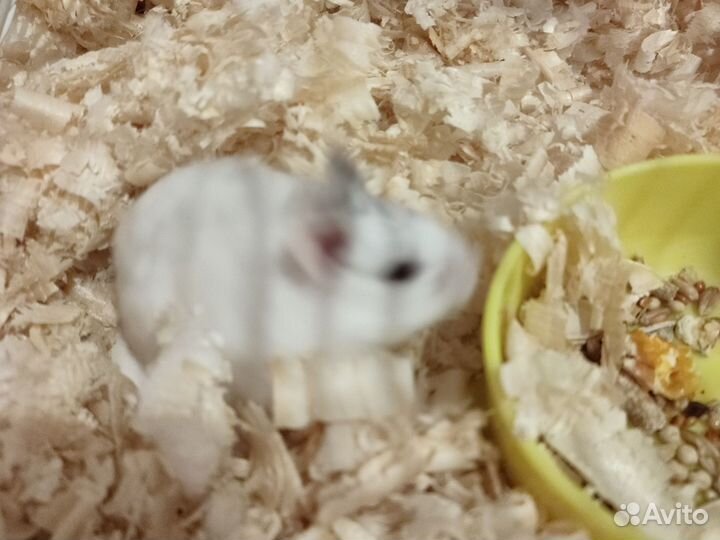 Клетка с хомяком