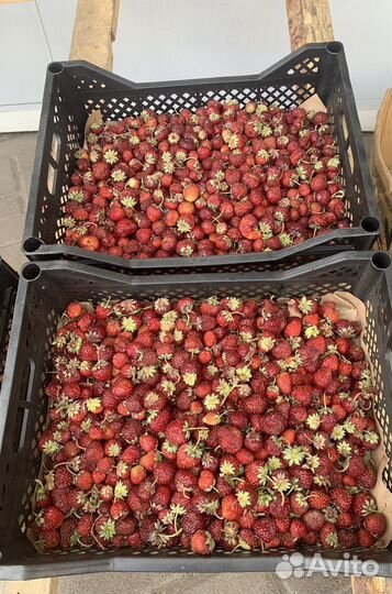 Клубника оптом от 10 ящиков