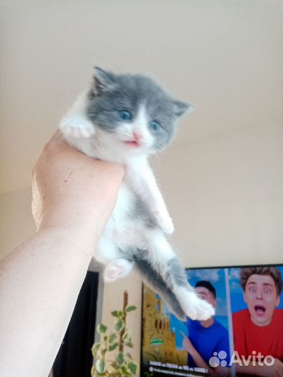 Британская