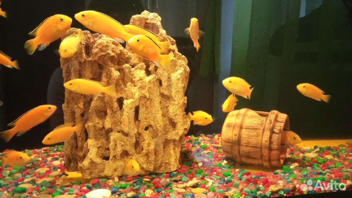 Цихлиды еллоу