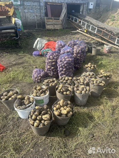 Продам картофель