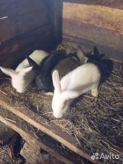 Кролики мясных пород