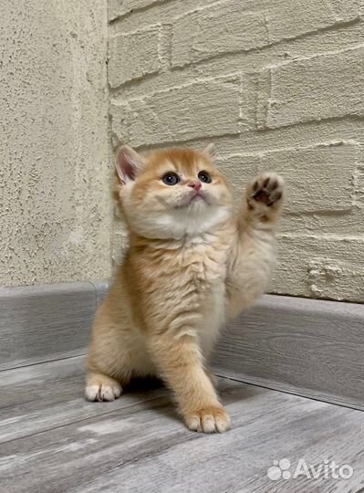 Британская золотая шиншилла