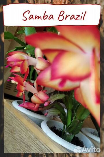 Сортовой декабрист Samba Brazil (шлюмбергера)