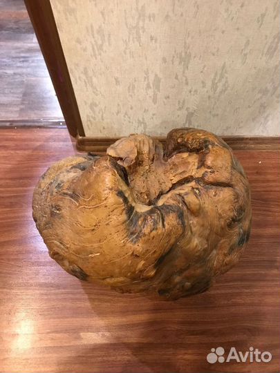 Кап березовый