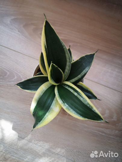 Сансевиерия ханни крео