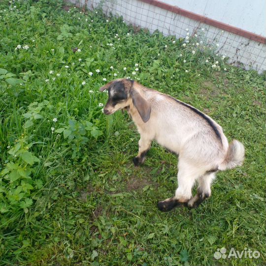 Козлята