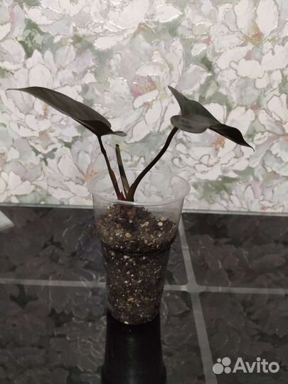 Антуриум блек лав