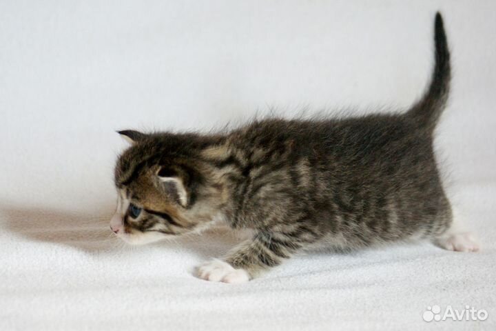 Котята 5 недель