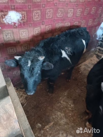 Продажа крс