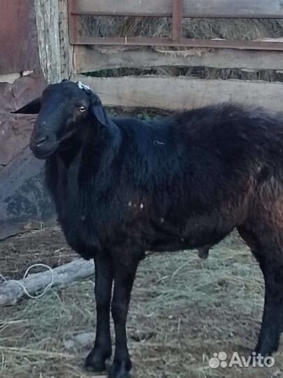 Эдильбаевские ярки, бараны матки