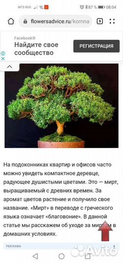 Комнатные растения. Дерево Мирт