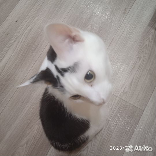 Отдам в добрые руки кота