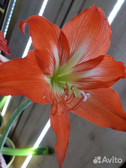 Амариллис оранжевый